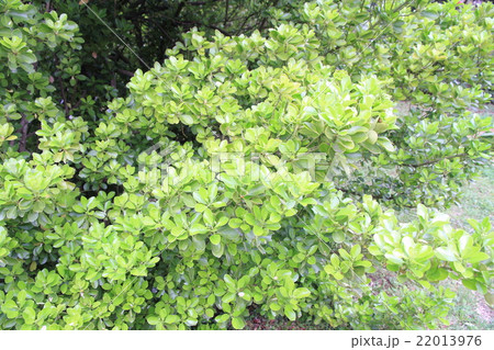 春の公園 若葉 春の公園 若葉 22013976