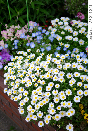 ガーデニング ガーデニング 22014071