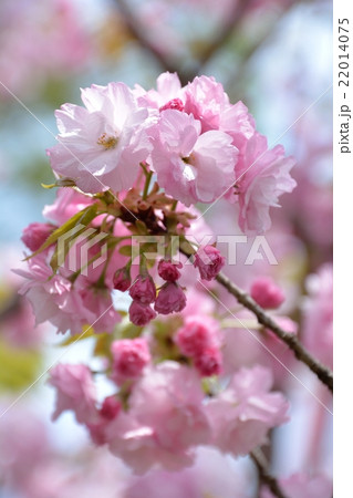 桜 楊貴妃桜の写真素材
