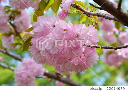 桜 楊貴妃桜の写真素材