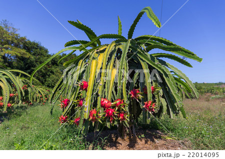 Dragon fruit or Pitaya Pitahaya plantation in 22014095