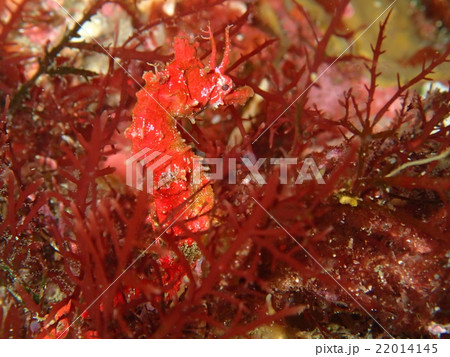 ハナタツ 22014145