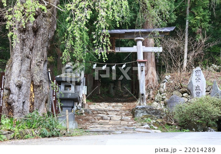 小菅神社鳥居 小菅神社鳥居 22014289