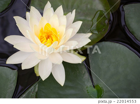 Yellow lotus flower in pond Yellow lotus flower in pond 22014553