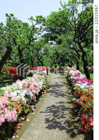 羽根木公園の躑躅 羽根木公園の躑躅 22015067