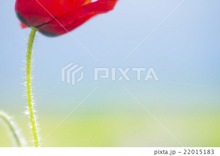 ポピーと水滴 22015183