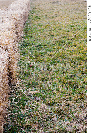 Row of small straw bales on grass. 22015216
