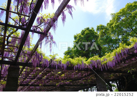 舞鶴公園の藤 22015252