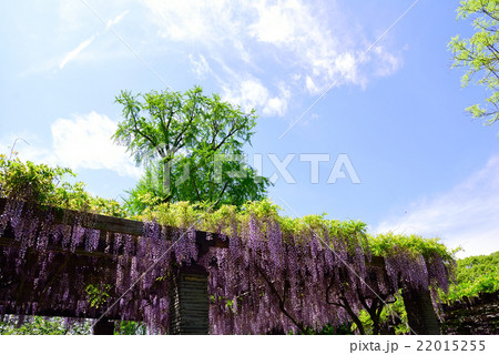 舞鶴公園の藤 22015255