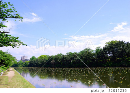 新緑のお濠の風景 22015256