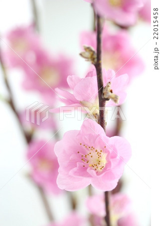 桃の花 22015458