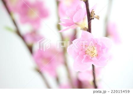 桃の花 22015459