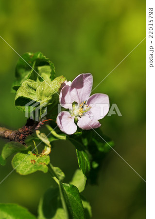 Orchard apple blossom tree 22015798