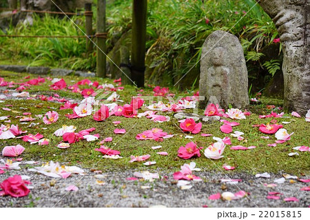 百毫寺の五色椿 22015815