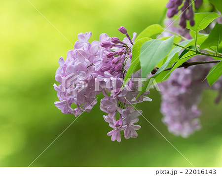 甘い香りのライラック 甘い香りのライラック 22016143