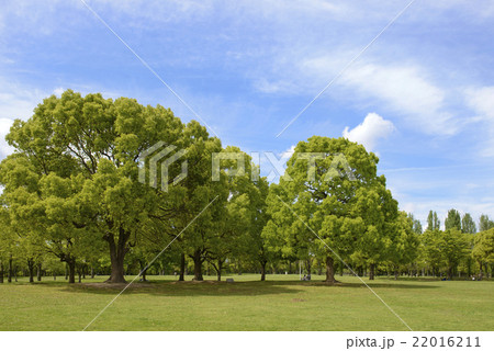 新緑の花博記念公園 22016211
