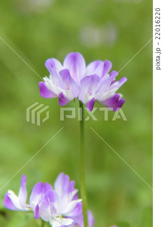 レンゲの花 レンゲの花 22016220
