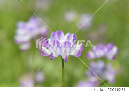 レンゲの花 22016221