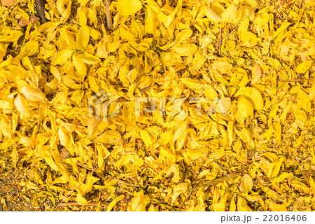 Cassia fistula flower, Golden shower flower 22016406