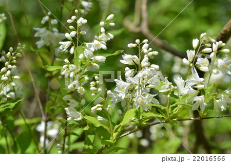 リョウブ 22016566