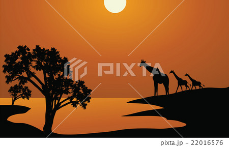 Giraffe family silhouettes in Africa 22016576
