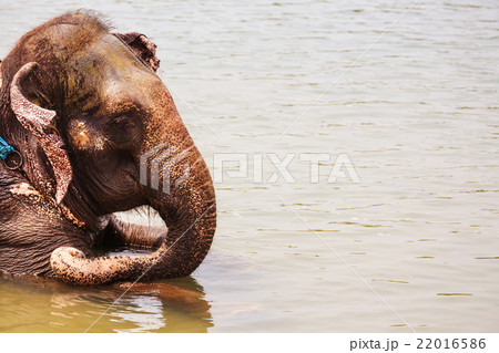 Elephant bathing Elephant bathing 22016586