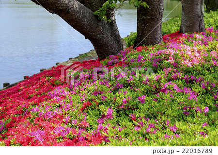 ツツジ つつじ 躑躅 ツツジ つつじ 躑躅 22016789
