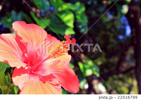 ハイビスカス 22016799