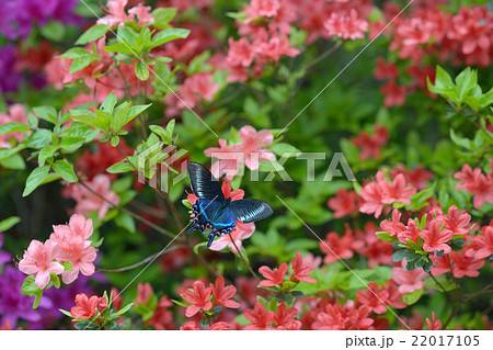ミヤマカラスアゲハ♂ キリシマツツジで吸蜜 ミヤマカラスアゲハ♂ キリシマツツジで吸蜜 22017105
