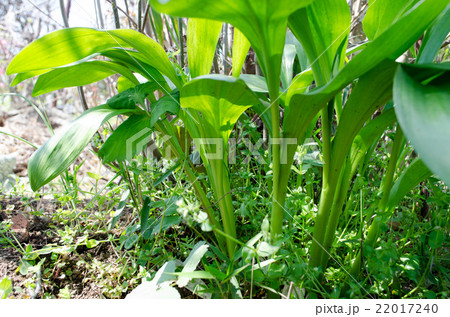 行者ニンニク 行者ニンニク 22017240