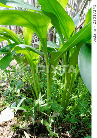 行者ニンニク 22017241