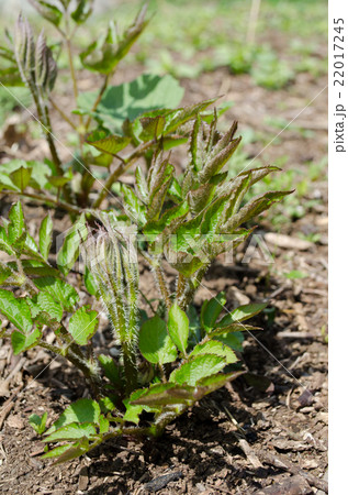 山うど 山うど 22017245
