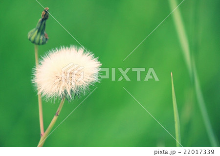 オニタビラコの冠毛 オニタビラコの冠毛 22017339