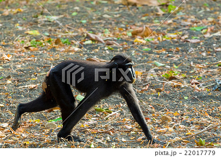 Celebes crested macaque, Sulawesi, Indonesia 22017779