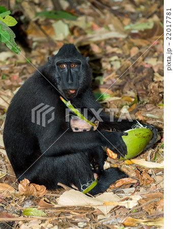 Celebes crested macaque, Sulawesi, Indonesia 22017781