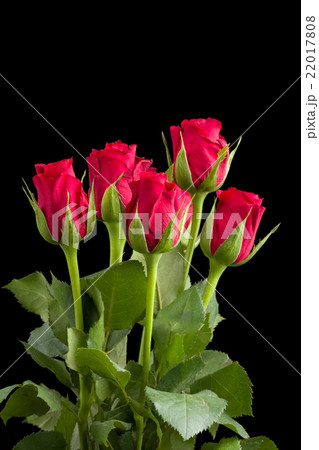 fresh red rose on black fresh red rose on black 22017808