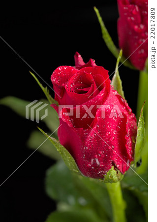 fresh red rose on black fresh red rose on black 22017809