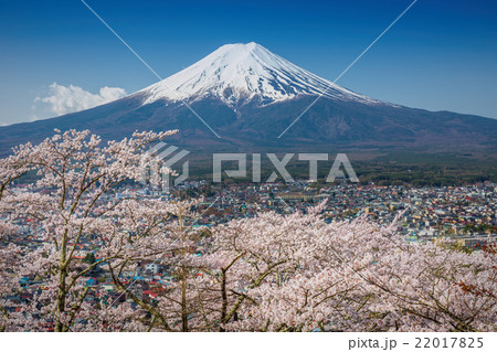 Mountain Fuji in spring ,Cherry blossom Sakura 22017825