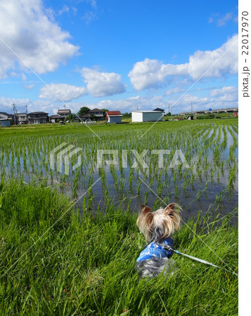 田園と犬 22017970