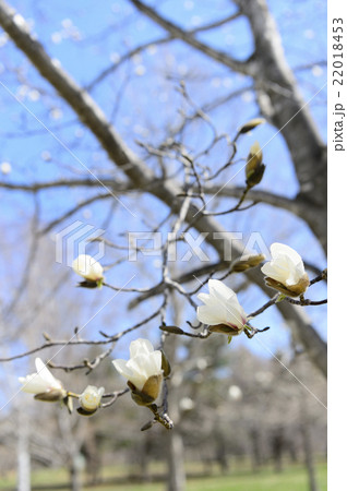 コブシの花 コブシの花 22018453