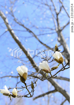 コブシの花 22018454