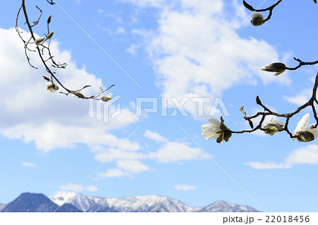 コブシの花と残雪の山 22018456
