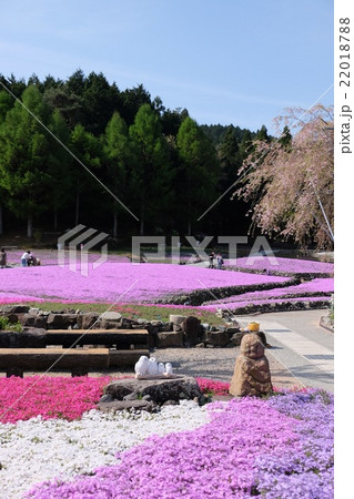 芝桜 22018788