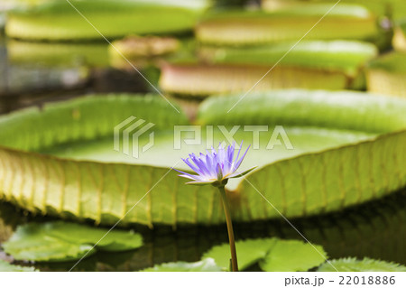Amazon Victoria regia or Victoria. 22018886