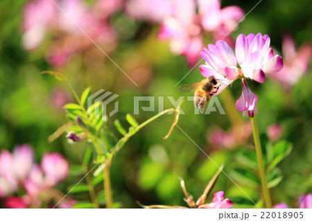 シロツメクサと蜜蜂 シロツメクサと蜜蜂 22018905