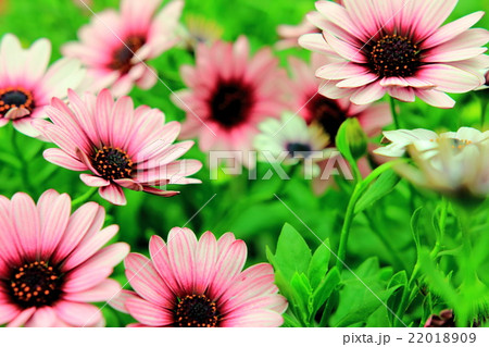 アフリカンデイジー 22018909