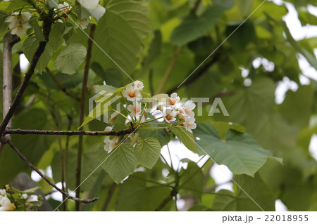 アブラギリ アブラギリ 22018955