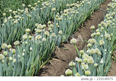 ネギボウズ（葱坊主） 22018975