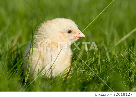Newly-hatched chick on a green grass 22019127