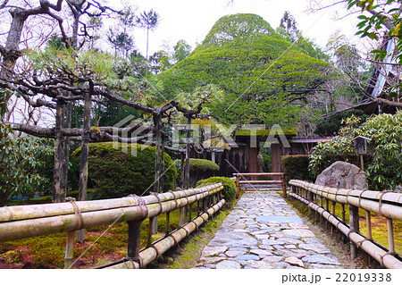 宝泉院の五葉の松 22019338